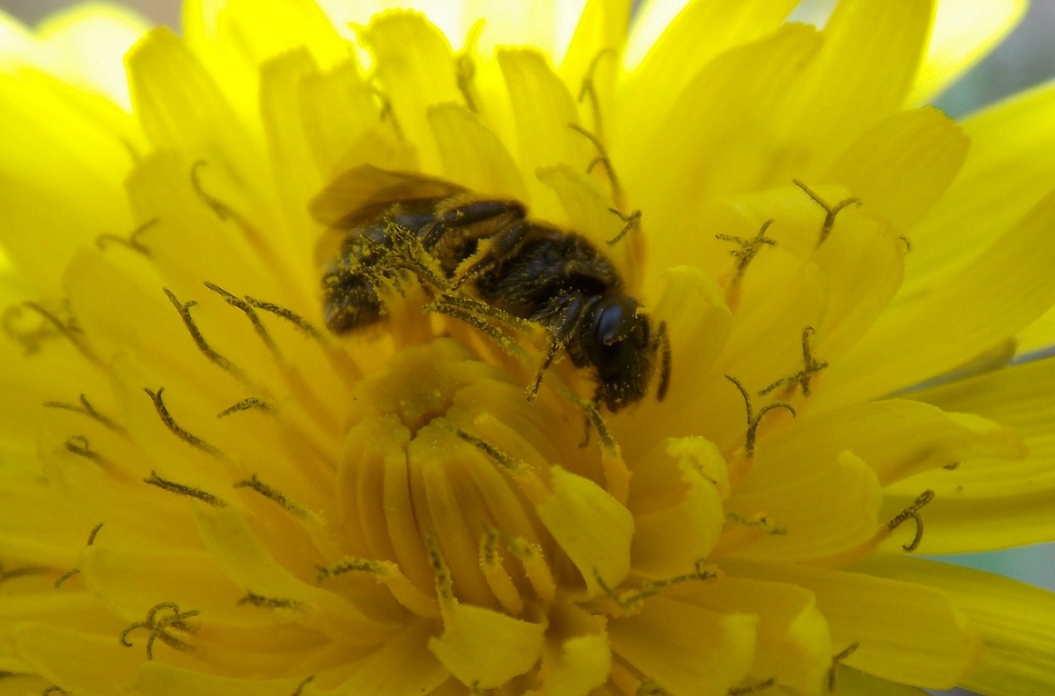 Femmina di Apidae Halictinae: cfr. Lasioglossum sp.